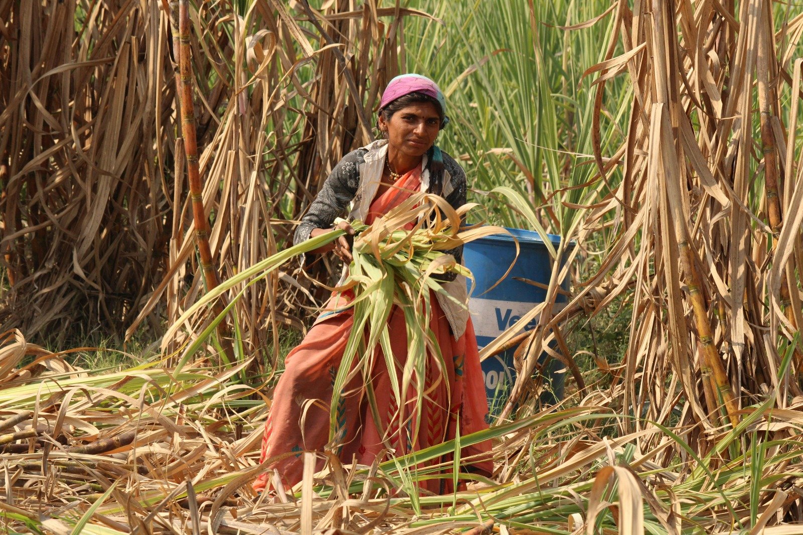 India Bans Sugar Exports Until September 2026: What DGFT's Notification Means for Global Markets - Global article