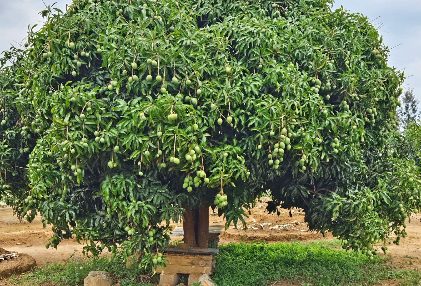 Indian Horticulture Sector: Productivity-Led Growth Charts a Course to Vision 2030 - Domestic article