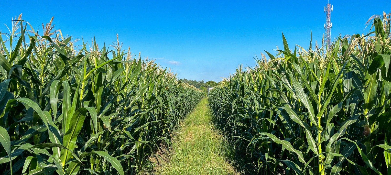 OECD-FAO Outlook 2026-2035: Farm Incomes, Trade Risks - Trade article